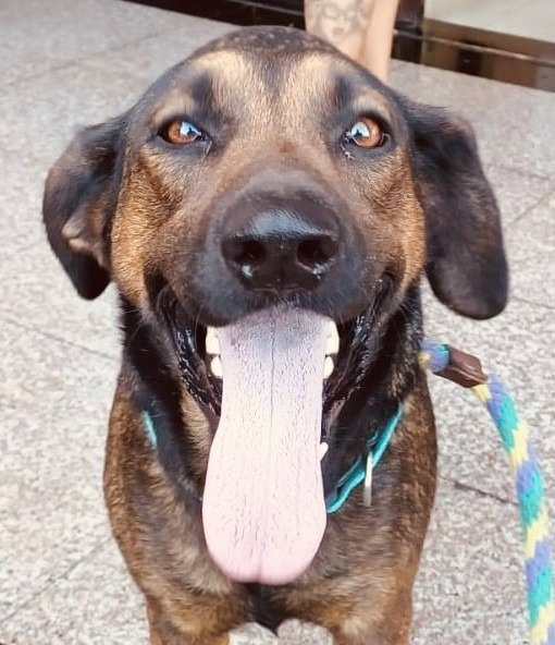 Tesla (Courtesy Post) - Adopt Me! Image