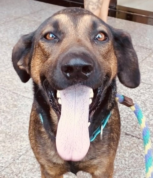 TESLA (COURTESY POST) - ADOPT ME! - Shepherd / Hound available for adoption