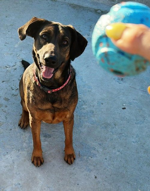 TESLA (COURTESY POST) - ADOPT ME! - Shepherd / Hound available for adoption