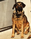 Tesla (Courtesy Post) - Adopt Me! - Photo 3