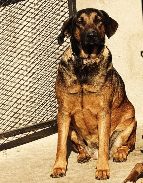 Tesla (Courtesy Post) - Adopt Me photo 3