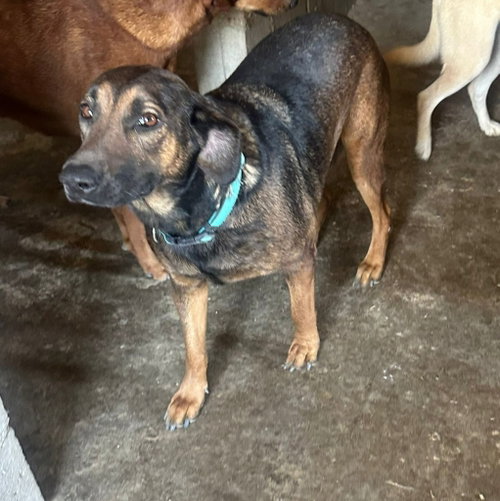 Tesla (Courtesy Post) - Adopt Me photo 4