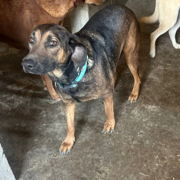 Tesla (Courtesy Post) - Adopt Me!