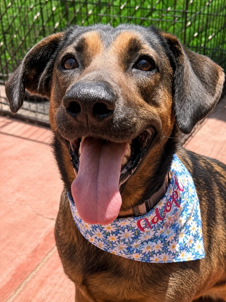 Tesla Courtesy Post - Adopt Me
