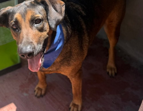 Photo 3 of Tesla (Courtesy Post) - Adopt Me!
