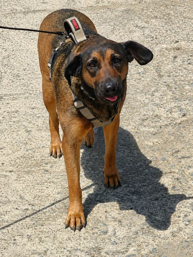 Tesla Courtesy Post - Adopt Me image 4