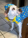 Charlotte - Adopt Me! - Photo 2