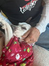 Charlotte - Adopt Me! - Photo 3