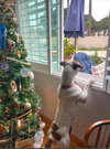 Charlotte - Adopt Me! - Photo 4