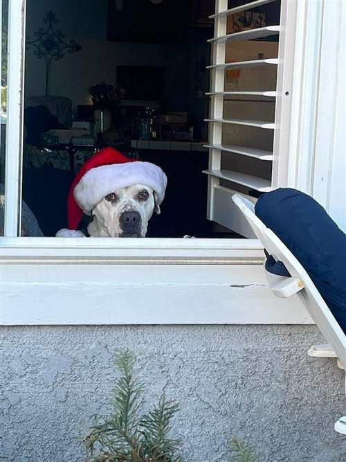 CHARLOTTE - ADOPT ME! - American Bulldog / Boxer available for adoption