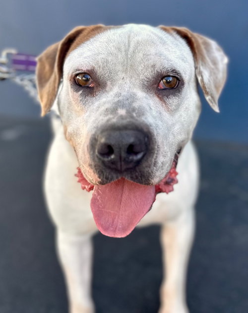 picture of the dog needing adoption