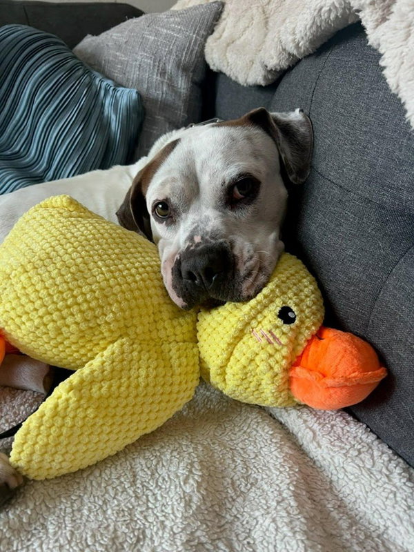 Charlotte - Adopt Me!