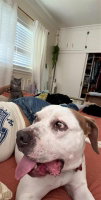 Charlotte - Adopt Me! - Photo 2