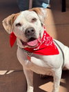 Charlotte - Adopt Me! - Photo 3