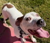 Charlotte - Adopt Me! - Photo 4