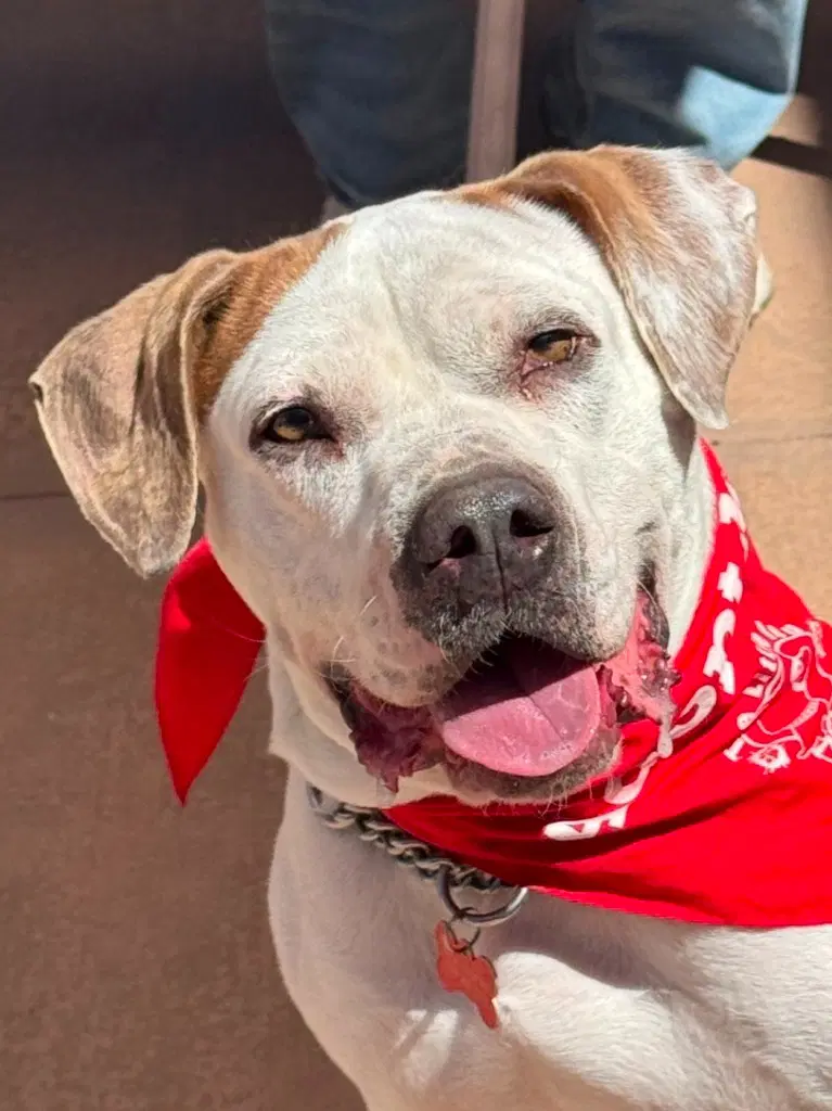 Charlotte - Adopt Me - American Bulldog