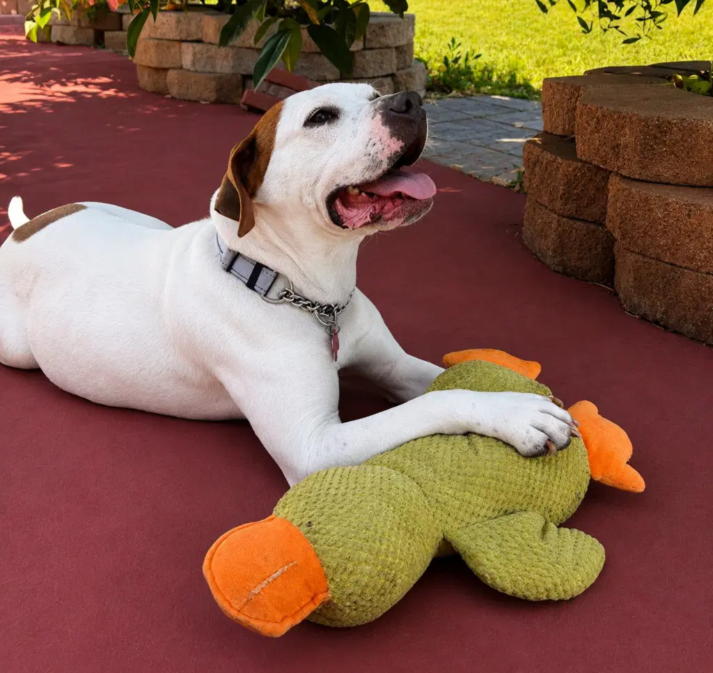 Charlotte - Adopt Me image 2