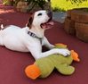 Charlotte - Adopt Me! - Photo 2