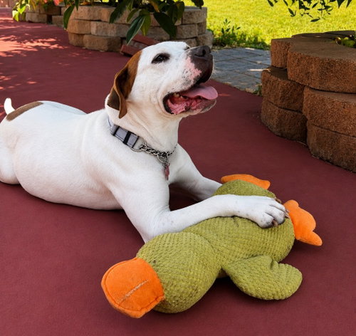 CHARLOTTE - ADOPT ME! - American Bulldog / Boxer available for adoption