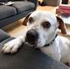 Charlotte - Adopt Me! - Photo 4