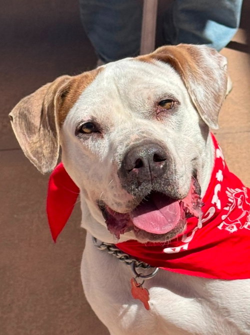 picture of the dog needing adoption