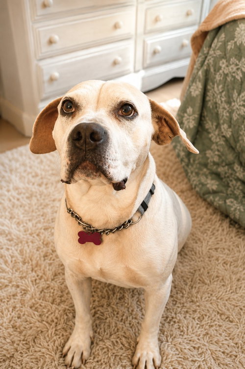 Photo 2 of Charlotte - Adopt Me!
