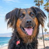 Daisy Ann - Foster or Adopt Me! - Photo 1