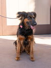 Daisy Ann - Foster or Adopt Me! - Photo 3