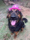 Daisy Ann - Foster or Adopt Me! - Photo 4
