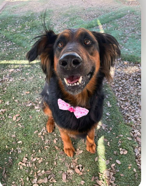 DAISY ANN - FOSTER OR ADOPT ME! - German Shepherd Dog available for adoption
