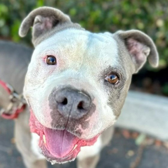Gale - Foster or Adopt Me! Image