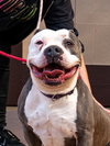 Gale - Foster or Adopt Me! - Photo 3