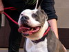 Gale - Foster or Adopt Me! - Photo 4