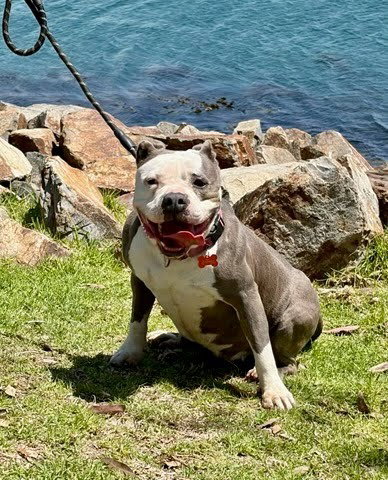 GALE - ADOPT ME! - American Staffordshire Terrier available for adoption