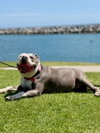 Gale - Adopt Me! - Photo 3