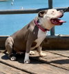 Gale - Adopt Me! - Photo 4