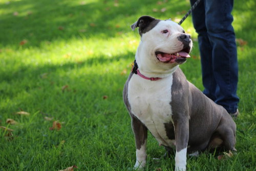 Gale - Adopt Me photo 3