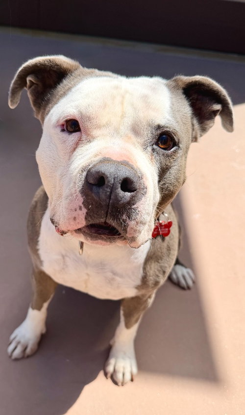GALE - ADOPT ME! - American Staffordshire Terrier available for adoption