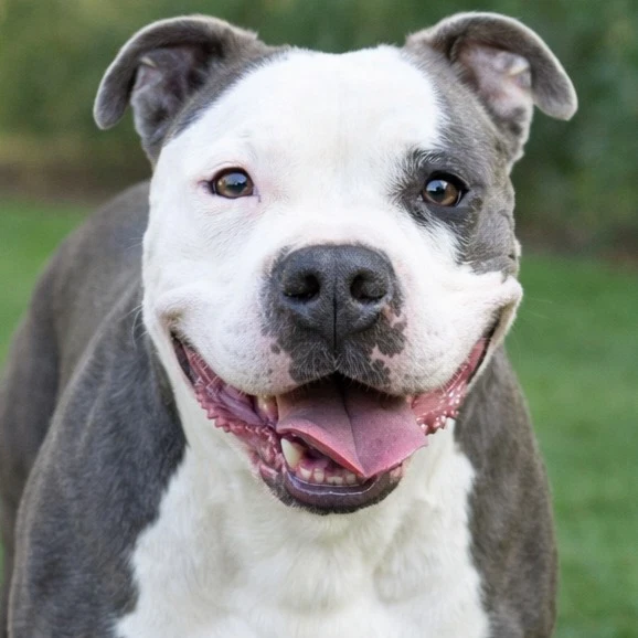 Gale - Adopt Me