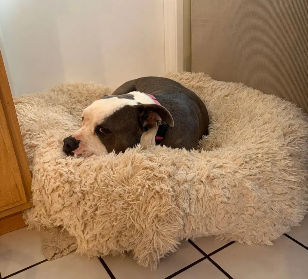 Gale - Adopt Me image 2