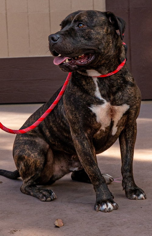 PRANCER - FOSTER OR ADOPT ME! - American Staffordshire Terrier available for adoption