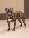 Prancer - Foster or Adopt Me! - Photo 3