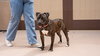 Prancer - Foster or Adopt Me! - Photo 4