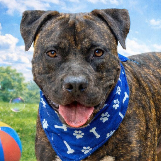 Prancer - Foster or Adopt Me!