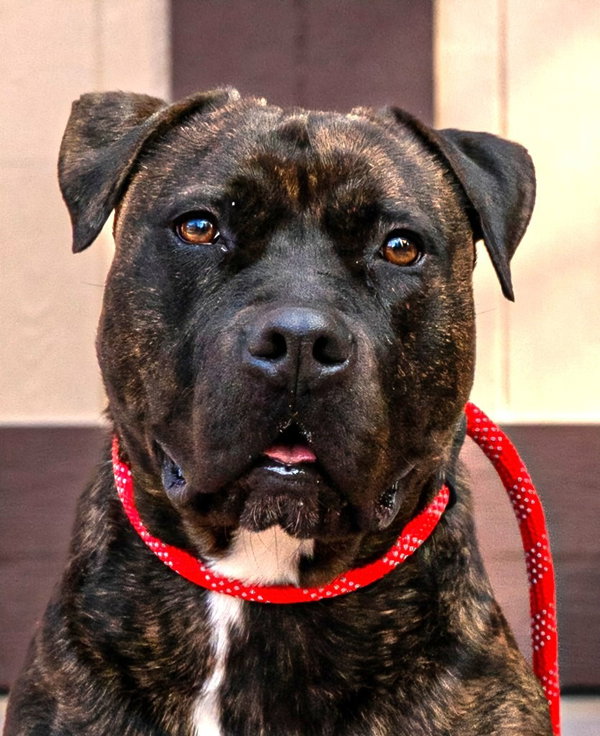 Prancer - Foster or Adopt Me!