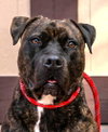 Prancer - Foster or Adopt Me! - Photo 4