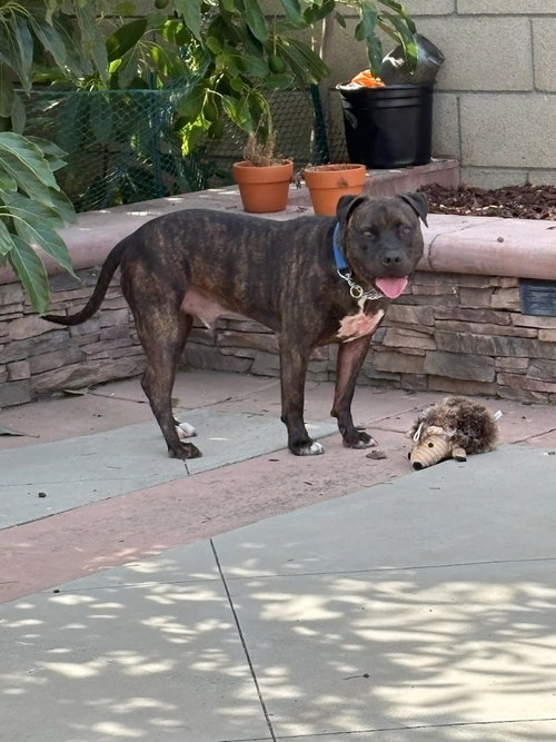 Prancer - Foster or Adopt Me photo 2