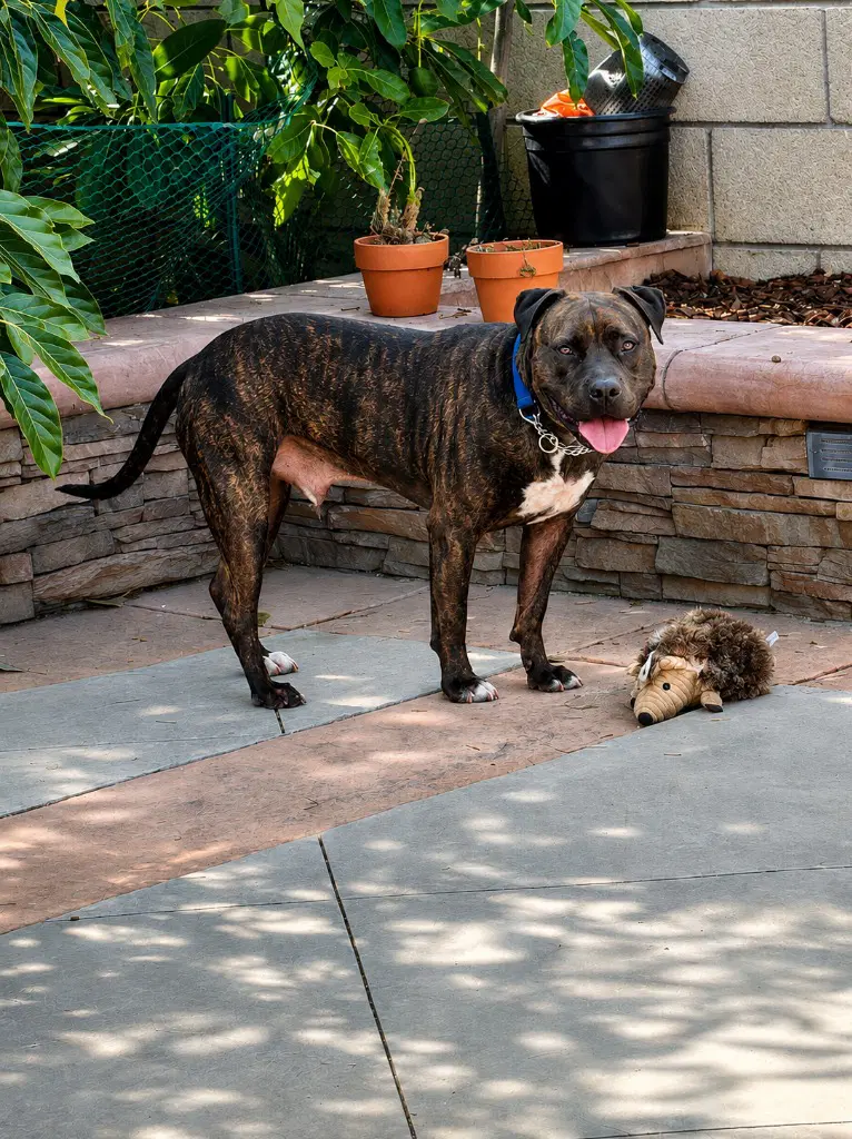 Prancer - Foster Or Adopt Me image 2