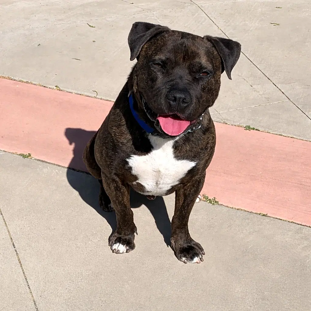 Prancer - Foster Or Adopt Me image 4