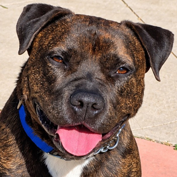 Prancer - Foster or Adopt Me!